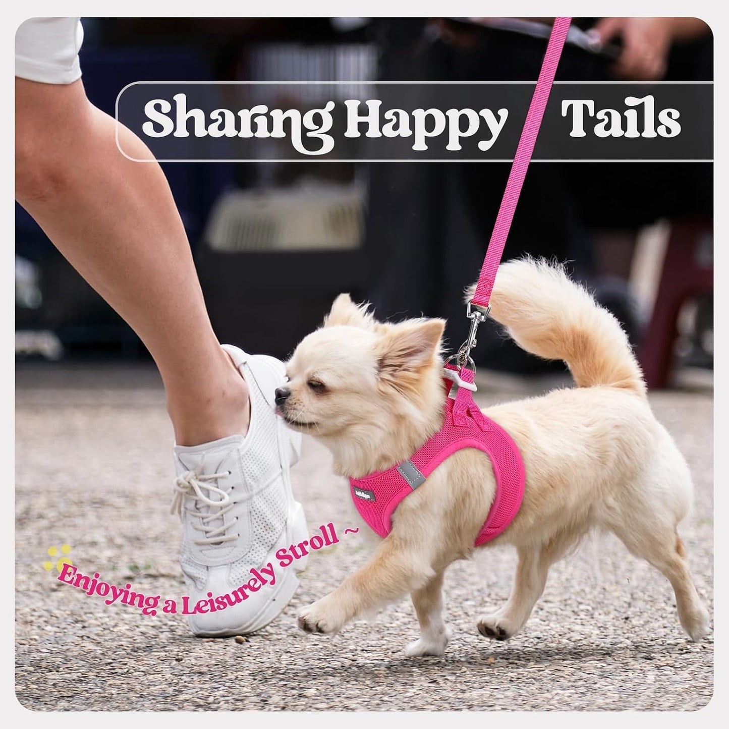 rabbitgoo Puppy First Harness Gift Set – Easy Step-In Design for New Pet Parents, Adjustable Fit That Grows With the Dog