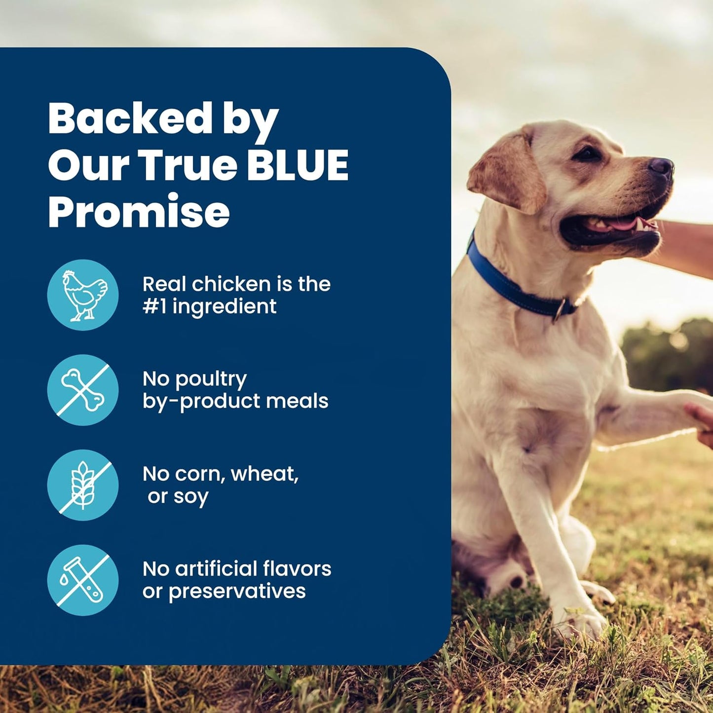 Blue Buffalo Life Protection Formula Senior Dog Food – Premium Chicken & Brown Rice Recipe for Aging Companions, 5 lb