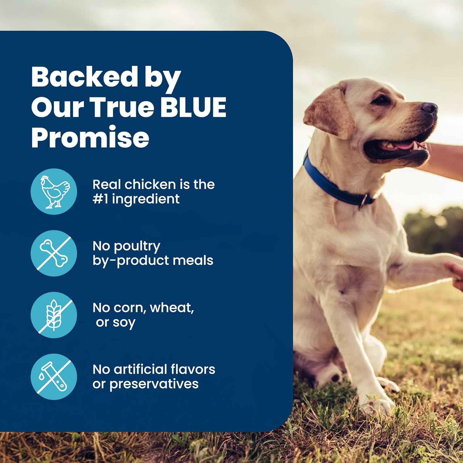 Blue Buffalo Life Protection Formula Senior Dog Food – Premium Chicken & Brown Rice Recipe for Aging Companions, 5 lb