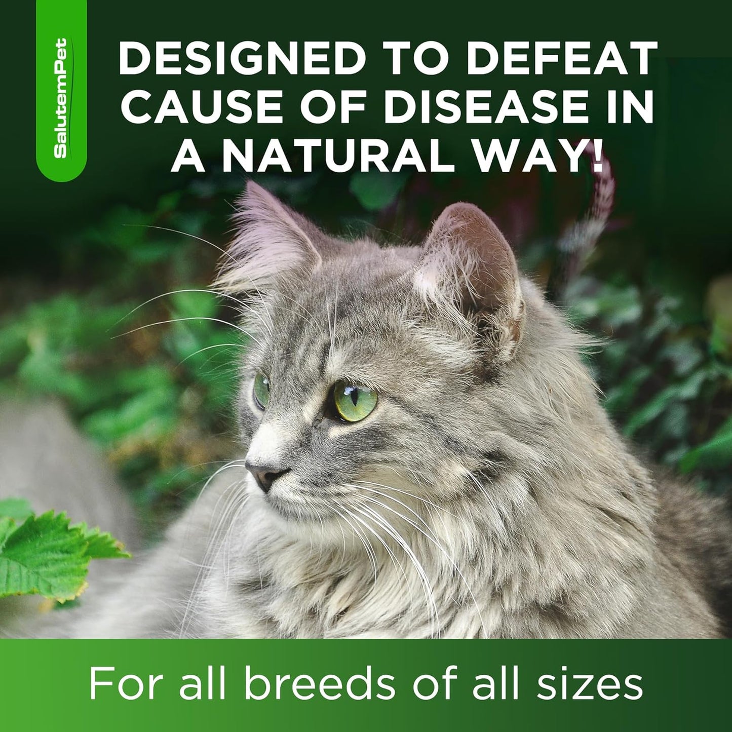 Cat Antibiotic Drops – Holistic Immune and Urinary Wellness Ritual for Daily Cat Care
