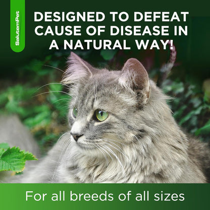 Cat Antibiotic Drops – Holistic Immune and Urinary Wellness Ritual for Daily Cat Care