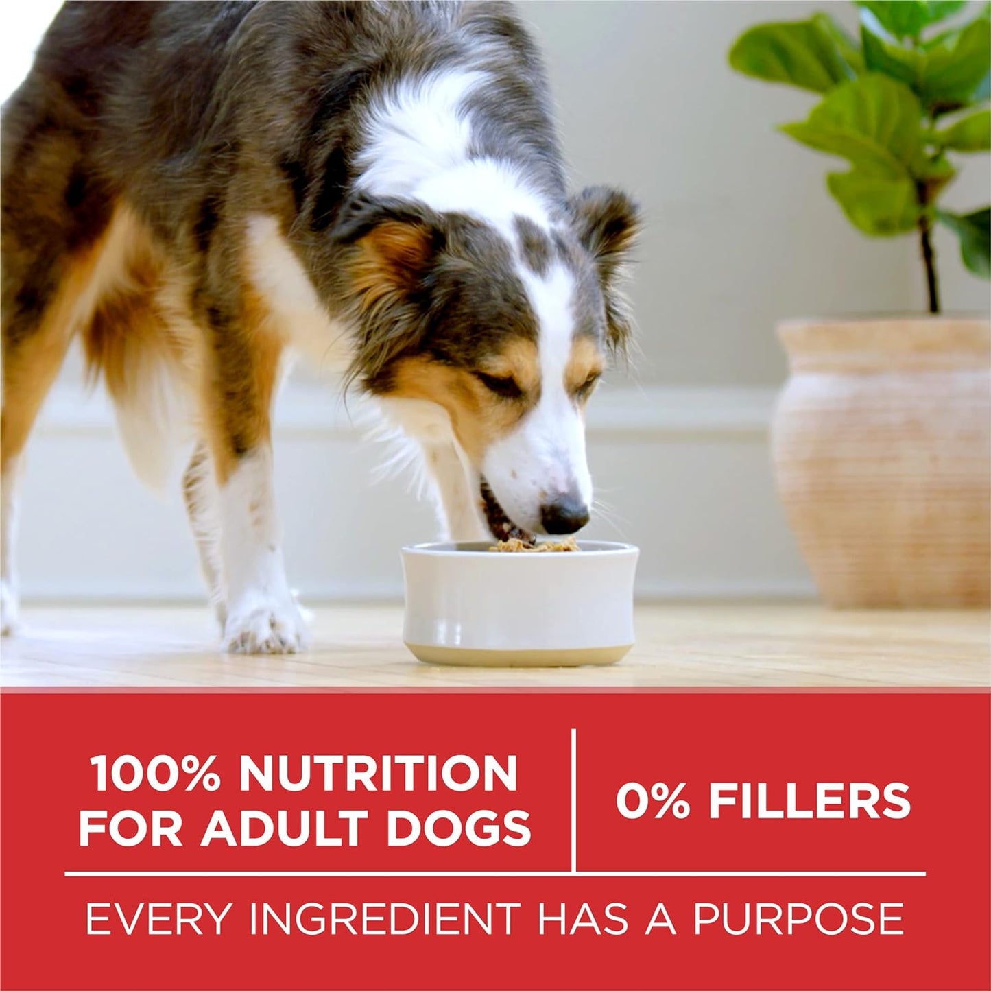 Purina ONE Chicken and Rice Formula Dry Dog Food – Practical Housewarming Gift for New Dog Owners, 8 lb Bag